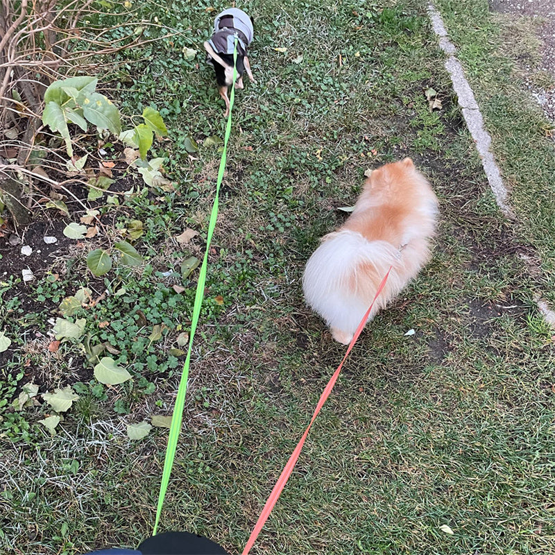 Dual Dog Leash